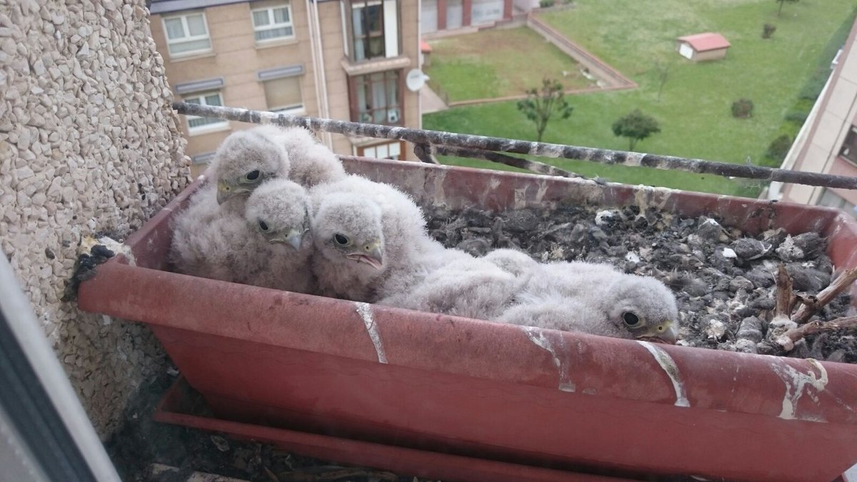 urbaNATURALEZA's tweet photo. Por segunto año @SEO_BirdLife tras la pista de los nidos de cernícalos urbanos de #Santander #nidosenjardineras #biodiversidadurbana , ¡SI NIDIFICA EN LA JARDINERA DE TU VENTANA, EN TU TERRAZA, EN UN EDIFICIO CERCANO O LOS VES CON FRECUENCIA EN TU BARRIO AVÍSANOS! https://t.co/TJonDcdC9u