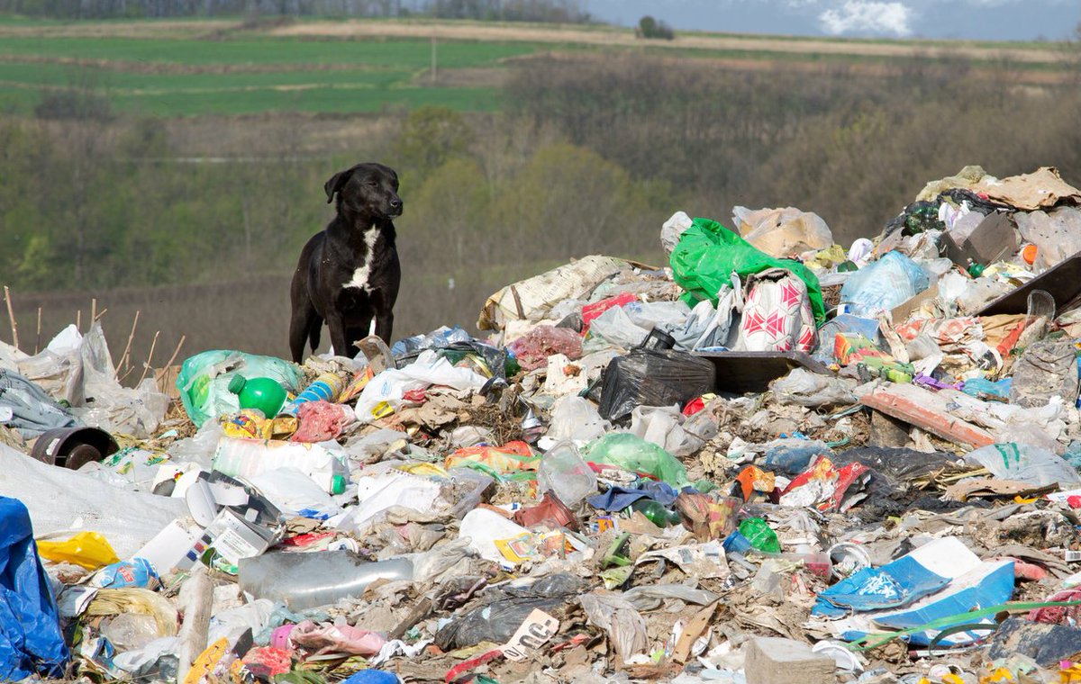 KipAndTwiggys's tweet photo. "And Dog saw everything that man had made. And it was not very good." #WorldEnvironmentDay #WorldEnvironmentDay2018 https://t.co/eMVclzxdbf