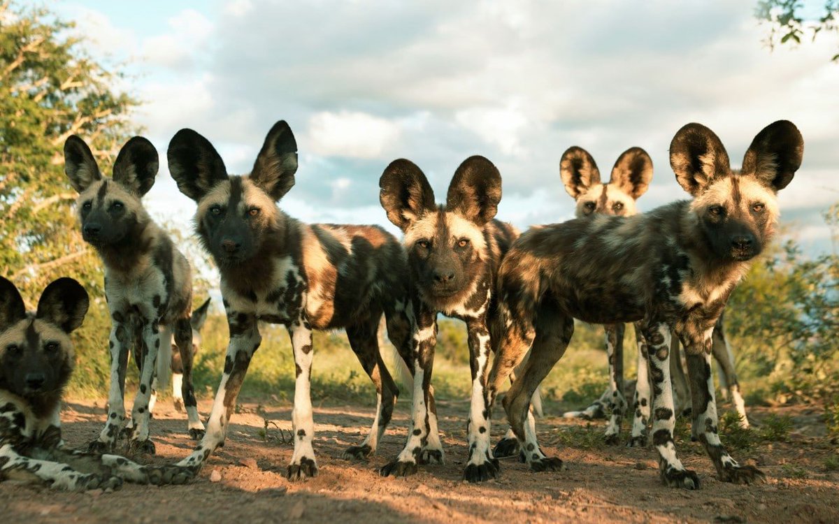KipAndTwiggys's tweet photo. Wild dogs are amazing. This is very sad. Where the wild dogs are: On the tail of an endangered species in South Africa https://t.co/te8HP2j7b2 #dogs #wilddogs #SouthAfrica https://t.co/byyFW2h3tf