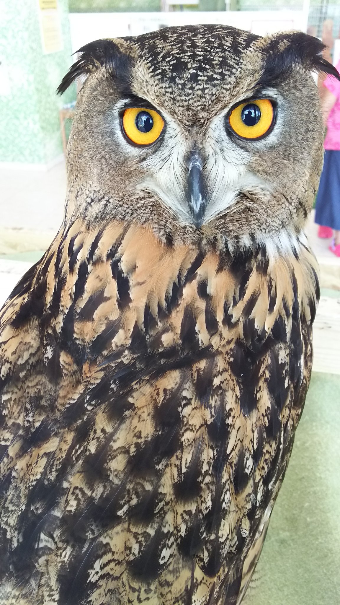 Moff Animal World 印西店 Twitterren ユーラシアワシミミズクの ラッシー です 鳥類の首って 真後ろにも向きますよね 哺乳類は 首の長いキリンですら頸椎が7個しかない 例外あり のですが 鳥類の頸椎は 種によって前後もあります 頸椎の数が多いから