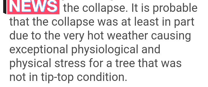 ohbysoso's tweet photo. When @tcddublin sends out an email about the collapse of your favourite tree, and you realise...
you were the tree all along. #supplementals https://t.co/BJxMshQQE5