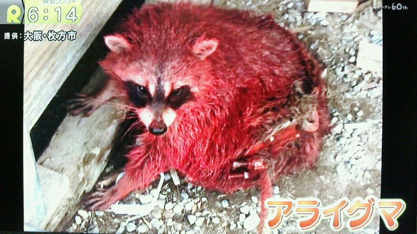 Take7700 A Twitter 大阪府枚方市 全身を真っ赤に塗られたアライグマ 某建築会社の業務委託会社の男性が違法に野生のアライグマを捕獲 し飼育 外来生物法違反の疑い そして赤い塗料を塗って動物を虐待 アライグマ 動物虐待 Https T Co Mvztmw9vey Twitter