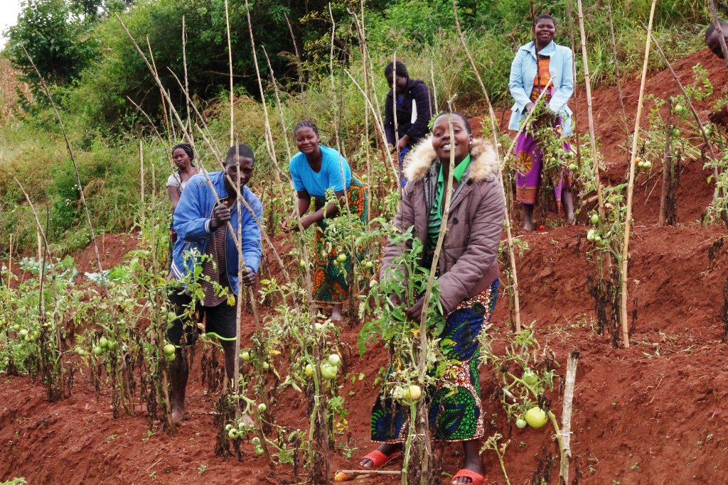 EUinMalawi's tweet photo. Empowering farmers under #KULIMA programme: @EUinMalawi &amp; @FAOMalawi helping farmers to grow high value crops &amp; manage their land in a sustainable way.  Kulima is also encouraging farmers to take farming as a business. https://t.co/KfeVCF5DgX