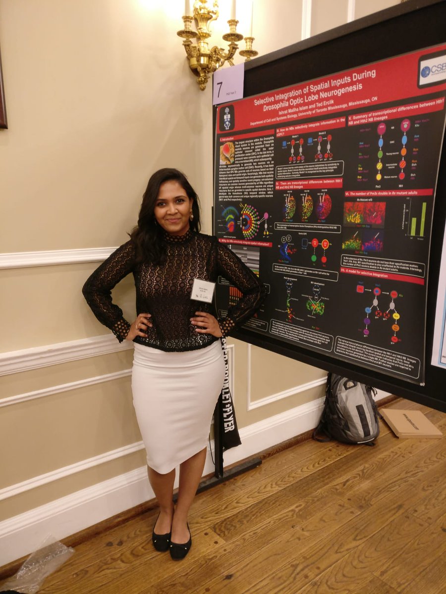 Our PhD student, Maliha, is presenting a beautiful poster at today's DevBio retreat! <a href="/UTMBiology/">UTM Biology</a>