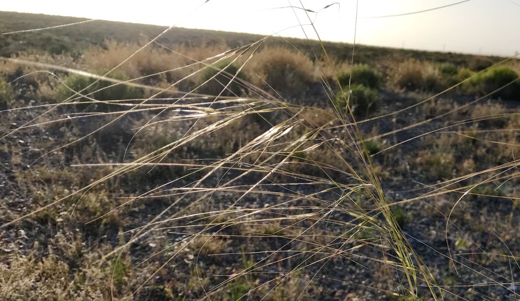 PaleoLaura's tweet photo. Needle and thread (Stipa comata) flowering in Big Smoky Valley #Nevada native #bunchgrass https://t.co/yotVE1PYvH
