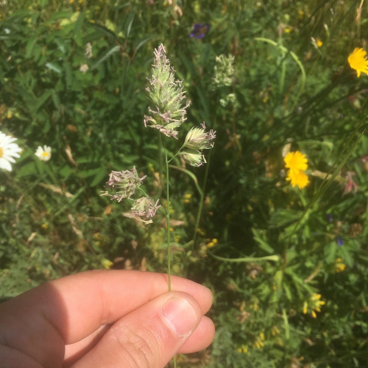 MudflatMatt's tweet photo. Day 5 of #30DaysWild learning to ID grasses @World_Museum https://t.co/Vc8alRZkuv