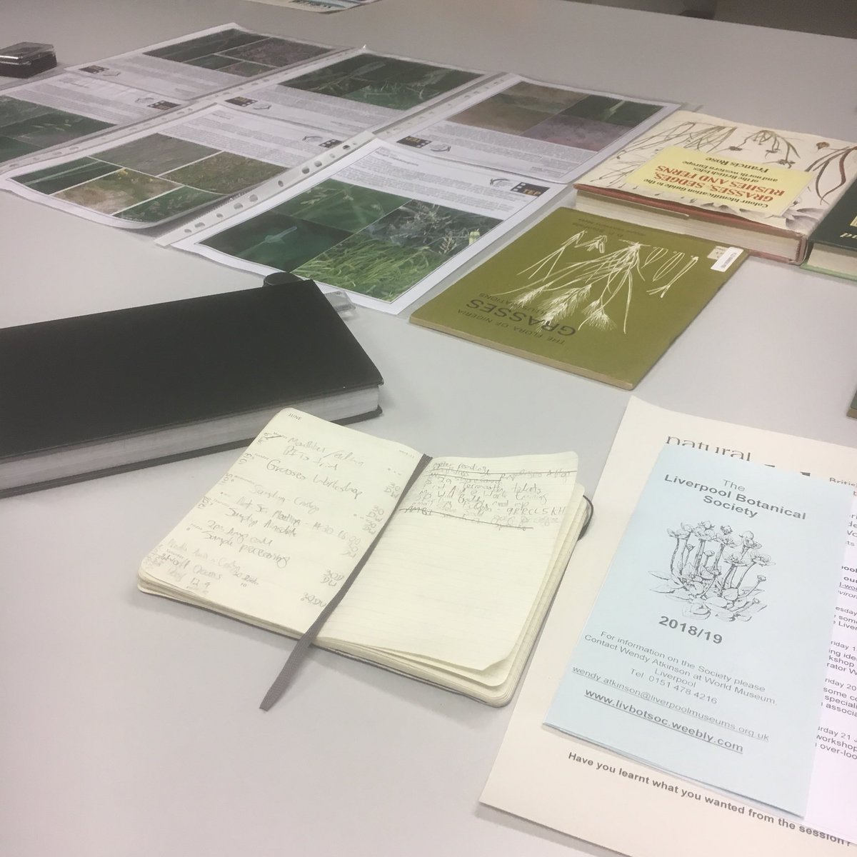 MudflatMatt's tweet photo. Day 5 of #30DaysWild learning to ID grasses @World_Museum https://t.co/Vc8alRZkuv
