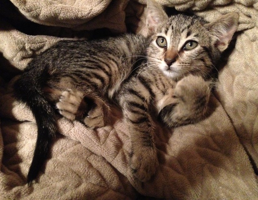 LGjordanR's tweet photo. Post a picture of your pet and #Sprint  will donate $10 to the North Shore Animal Shelter. This is a co promotion with #LG. If you think about it, it's a no brainer. At least my cat thinks so.
#theanimalleague https://t.co/OzZiQ8ApTV