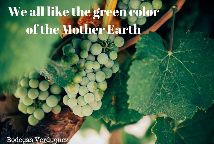 BodegaVerduguez's tweet photo. We all like the green colour of Mother Earth. Let's take care her!
A todos nos gusta el color verde de Madre Tierra. ¡Cuidémosla! 
#DíaMundialdelMedioAmbiente #AgriculturaEcológica #BodegasVerduguez #DOLaMancha https://t.co/ZGf7j4nfcd