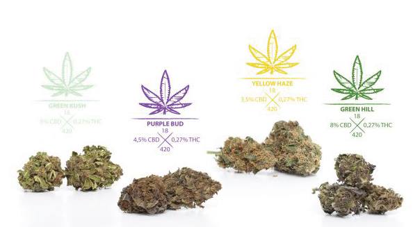 Endlich sind sie da .... wir freuen uns bekannt geben zu dürfen, das die neuen Blütensorten in unserem Shop angekommen sind. #cbdblueten #cbdshop #cbdwien zum Shop: bloom-cbd.at/bloom-onlinesh…