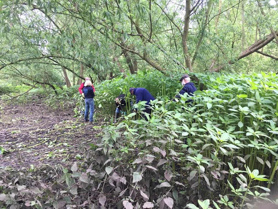 Day 5 of #VolunteersWeek and it's balsam time! TameForce meet every Tuesday, and get involved in all sorts of conservation projects around the Tame Valley Wetlands. #himalayanbalsam #nonnativespecies #NNIS