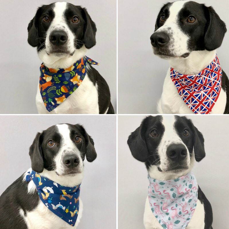 DogtorUk's tweet photo. We are very proud to be an official stockist of these cute, handmade Proper Dog bandanas - modelled by our very own office pup, Jasper.  Looking cute!#dogsoftwitter #DogLover https://t.co/J1MjKCLqbE