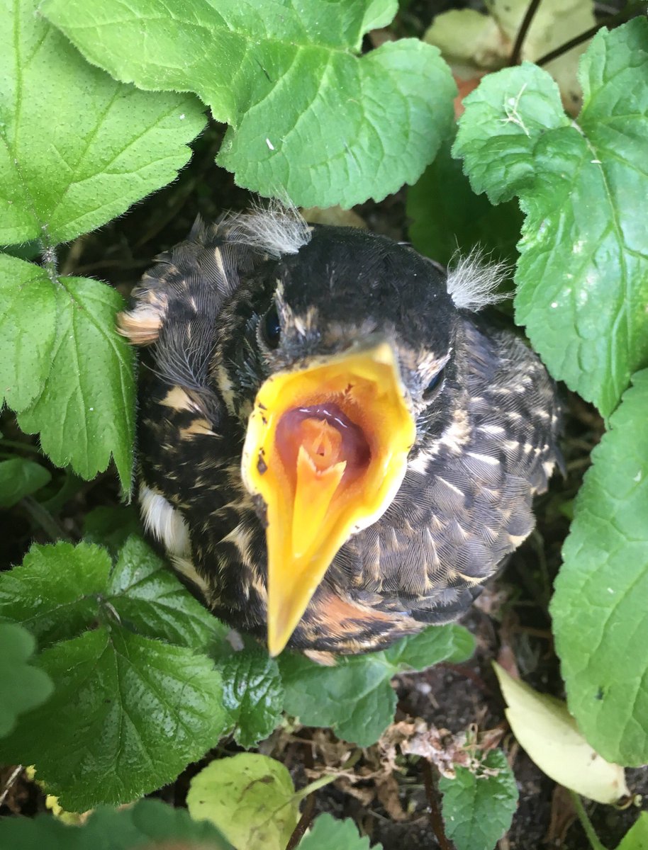 beachboi's tweet photo. Charlie finds the darnsest things on our walks #dogsoftwitter #puppylove #babybirds https://t.co/fJTx8gZO0b