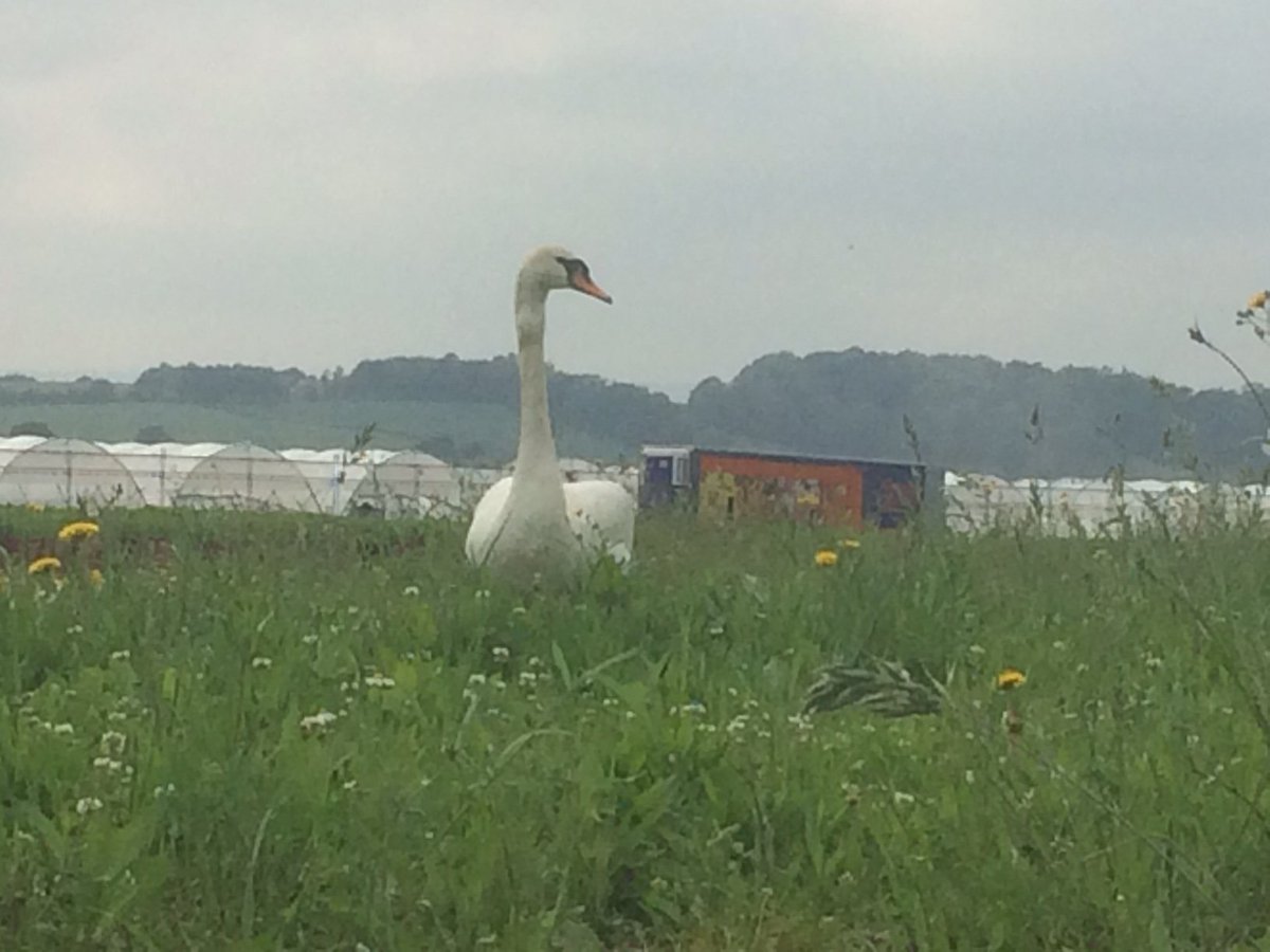 ANurseries's tweet photo. Even the swans at our Madley site are "extra large" #largeperennials #largeplants #perennials #summerplants #swan #Allensmore #wildflowerbeds https://t.co/fxvNU63wFp