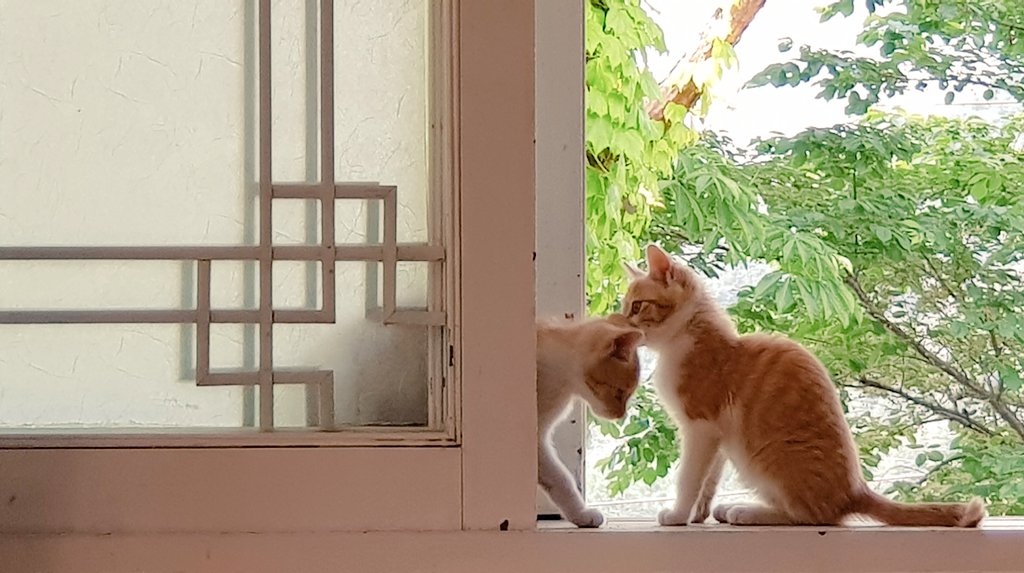 .                                    잘들어
                                        내가 너보다
                                 30초 먼저 태어낫어

                             ( ...! )