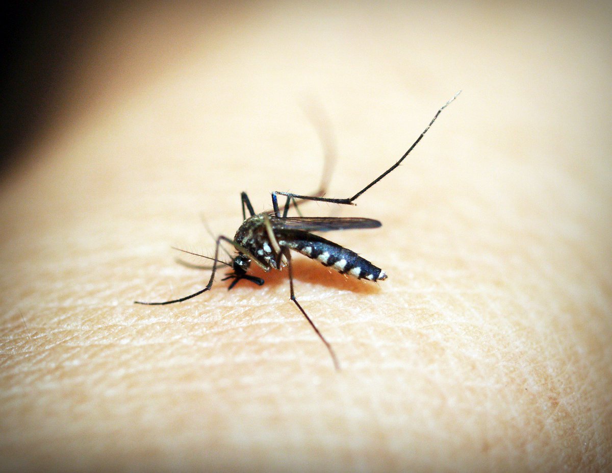Imperial_Africa (@imperial_iccare) on Twitter photo Attend the upcoming seminar from <a href="/ICE_Malaria/">Imperial College Malaria Network</a> on 8 June where Prof Chris Drakeley presents on <a href="/LSHTM_malaria/">LSHTM_malaria</a>'s research project, MONKEYBAR. Register now bit.ly/2LnwDUt Attend the upcoming seminar from <a href="/ICE_Malaria/">Imperial College Malaria Network</a> on 8 June where Prof Chris Drakeley presents on <a href="/LSHTM_malaria/">LSHTM_malaria</a>'s research project, MONKEYBAR. Register now bit.ly/2LnwDUt