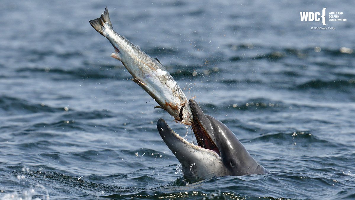 Fish is all this dolphin needs in its mouth... NOT #plastic or any of our other garbage #WorldEnvironmentDay #STOPthePlasticTide #BeatPlasticPollution #PlasticOrPlanet @BBCEarth @NatGeoPhotos