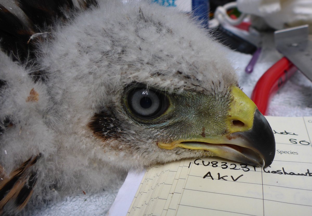 NickDunbar tweet media