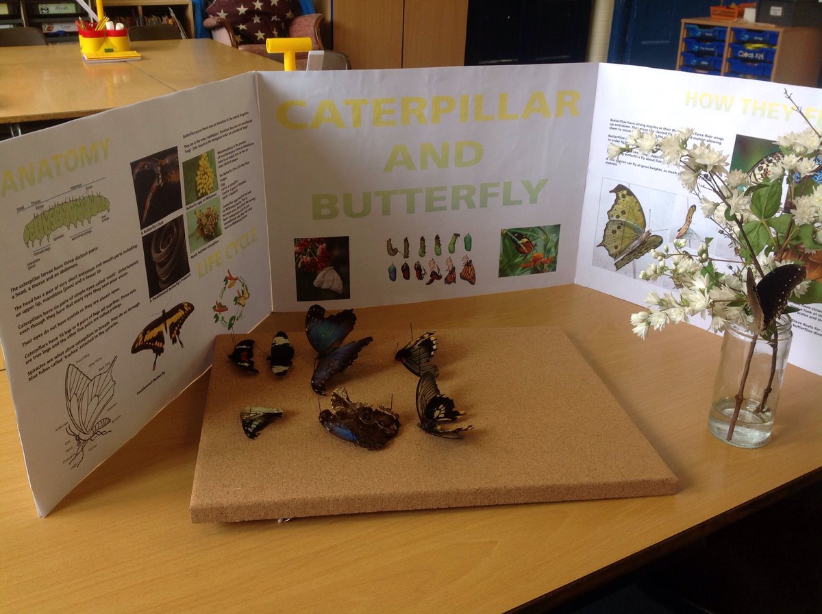 A fantastic science project from Greyson who has worked really hard to find out about butterflies.