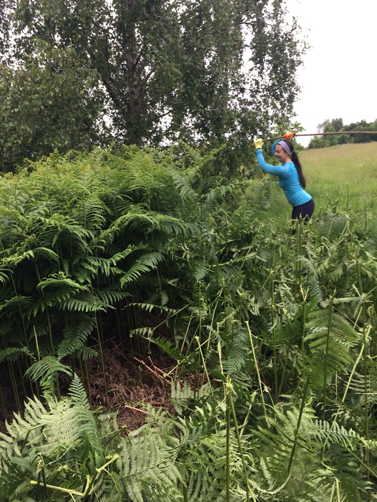 Caroline_james3's tweet image. Volunteering as part of the Gaer Fort green space project! fantastic example of partnership working. #brackenbashing #onenewport