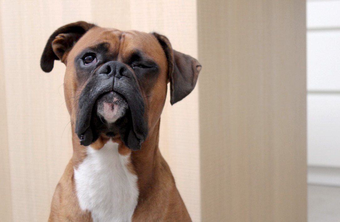 ButternutBox's tweet photo. Did you know that the number one cause of distraction in the workspace isโฆ This guy. ๐#ButternutBoxer https://t.co/gEMfi9yeTz