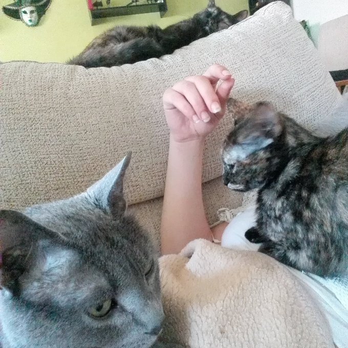 Asi paso ahora mis ma&ntilde;anas. Existe mayor felicidad??? https://t.co/hNwIltdKy4<a href="/tag/kittycat"class="tags"><span>#kittycat</span></a><a href="/tag/bestrong"class="tags"><span>#bestrong</span></a><a href="/tag/catlovers"class="tags"><span>#catlovers</span></a><a href="/tag/gatitas"class="tags"><span>#gatitas</span></a>