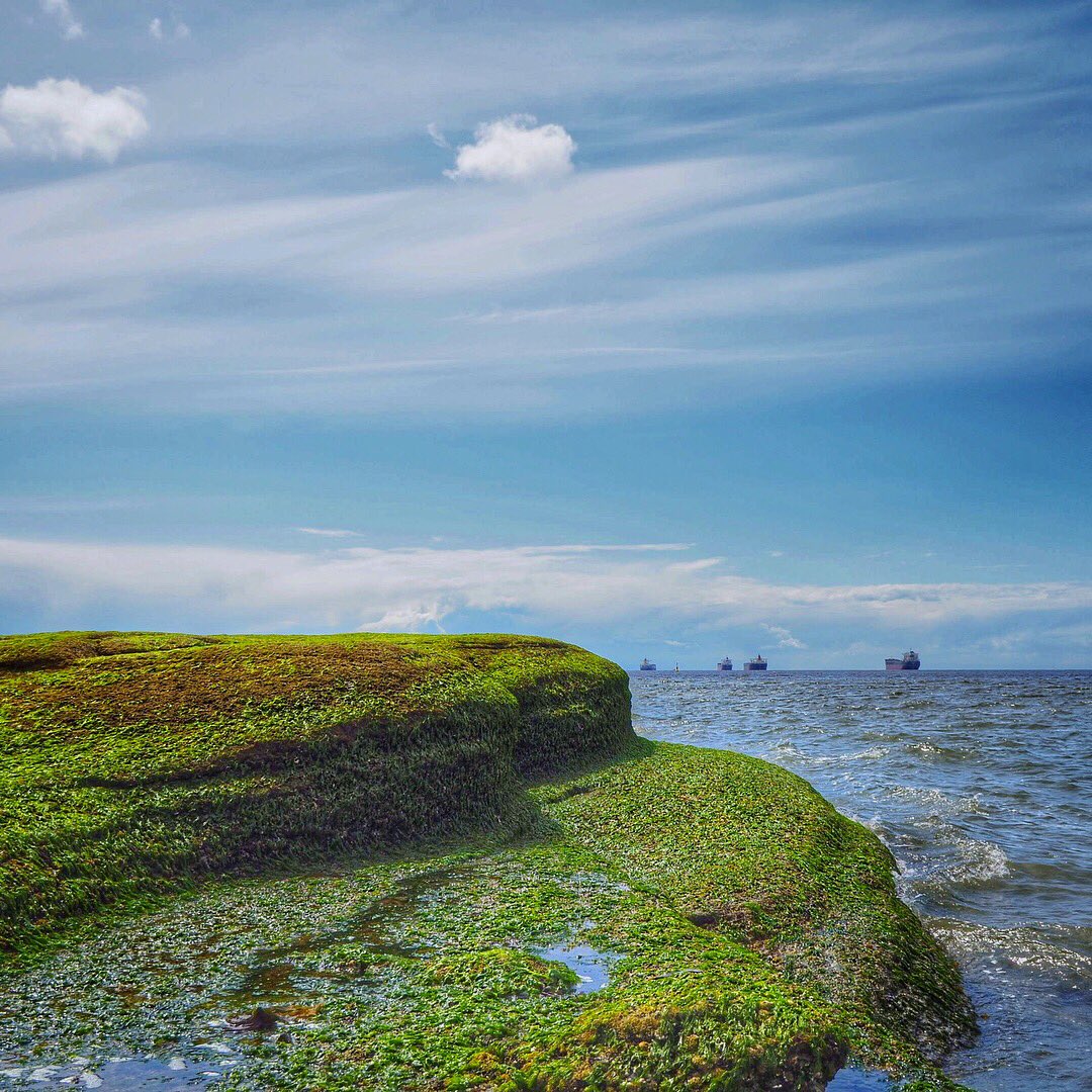 nbnewmedia's tweet photo. Photo by @nbrudnicki. A gorgeous day for a walk in Stanley Park in Vancouver. Beautiful outcrop covered in seaweed on Third Beach. https://t.co/n0xMRVJIvY