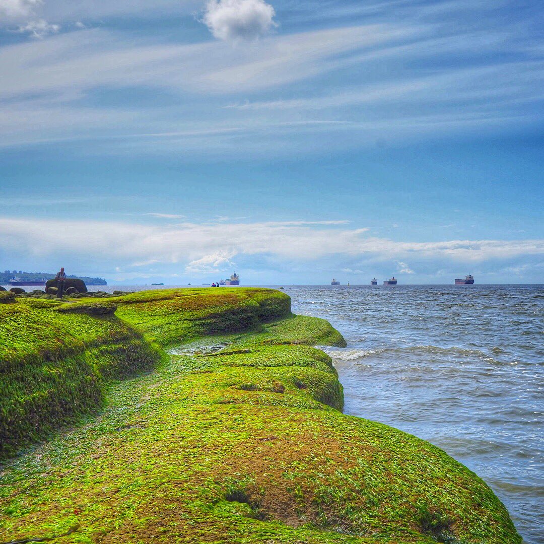 nbnewmedia's tweet photo. Photo by @nbrudnicki. A gorgeous day for a walk in Stanley Park in Vancouver. Beautiful outcrop covered in seaweed on Third Beach. https://t.co/n0xMRVJIvY