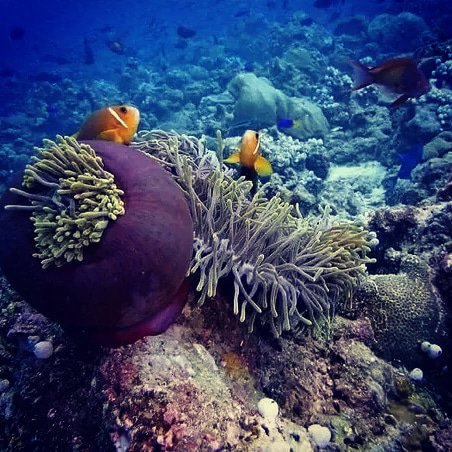 absolutesussex's tweet photo. Amazing snorkeling at @KuramathiISLAND #Maldives it's like diving in a aquarium!! Amazing!!
#summer18 #dreamy #beautiful #editorial #experience #travel #escapefromlife https://t.co/jRPYcOCm7U