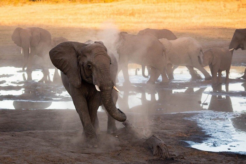 Destination_Zim's tweet photo. #VisitZimbabwe #SableSands Hwange NP https://t.co/2qe1ZFcu3y