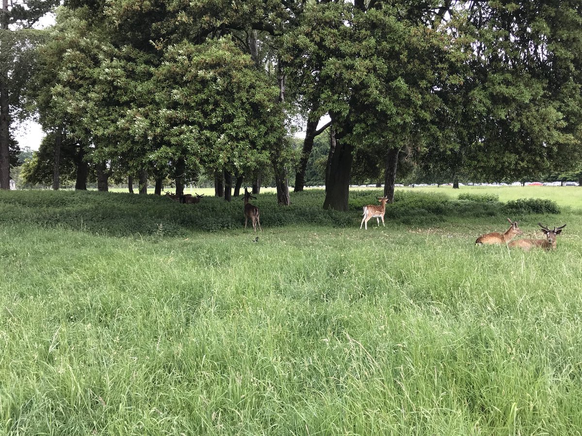 Few furry onlookers at training today #Bambi #scoopthepoop