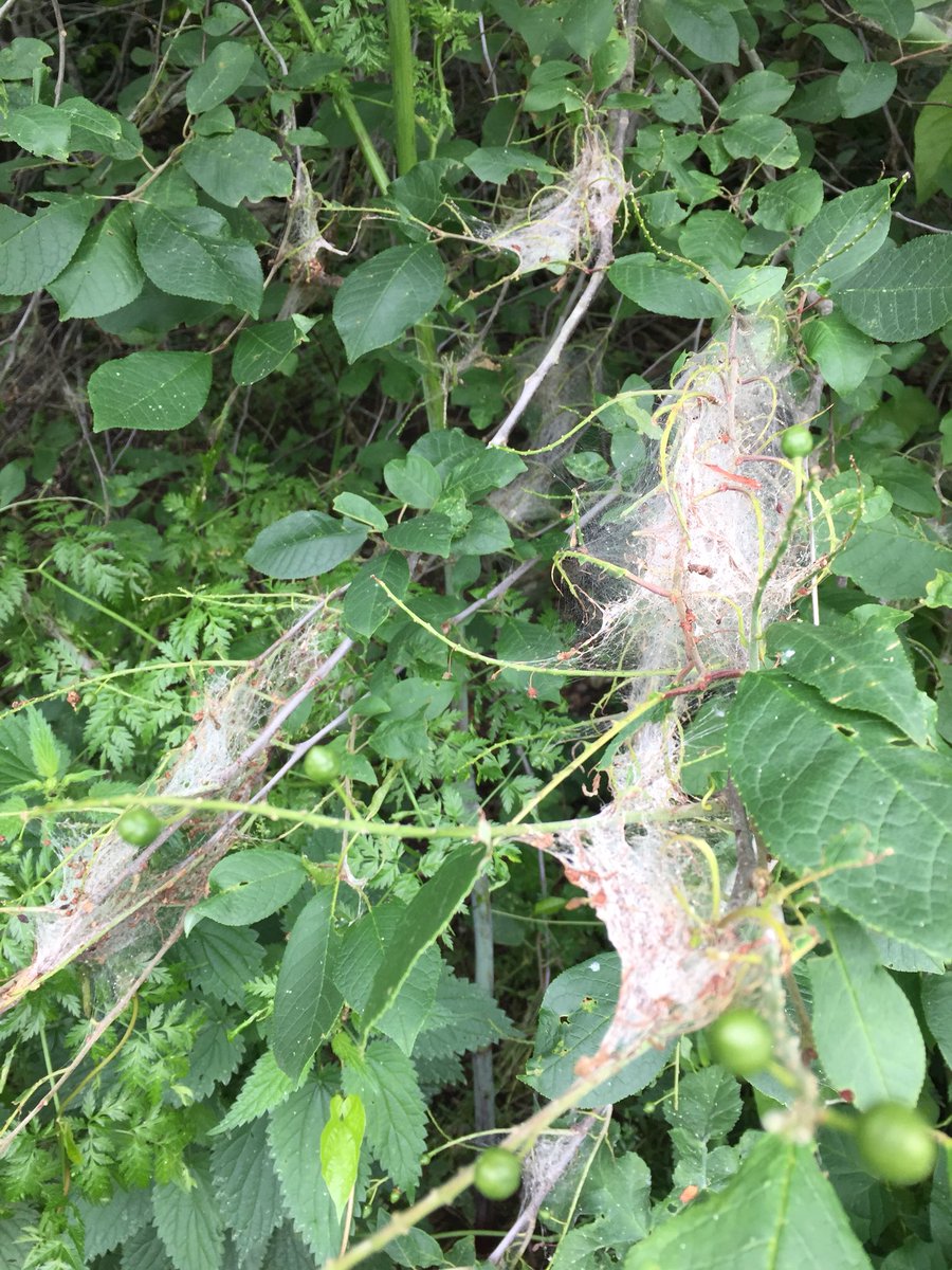 alison_fure's tweet image. This looks like bad news on cherry species - any ideas the caterpillars were yellow and prevalent #treemusketeers #treepests