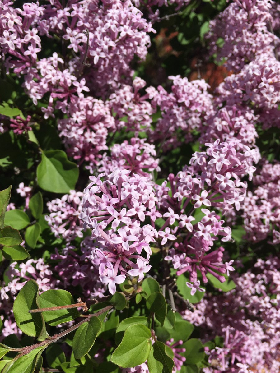 jeffreystrauss's tweet image. Good morning! The lilac is in bloom in #Winnipeg and it&apos;s about time to kick off #PrDC18Wpg.

If you want to learn about #multithreaded #javascript (yes, really), come join me after lunch in room A2.

I&apos;ll also be discussing #opensource licensing tomorrow, same room. 👍🏼