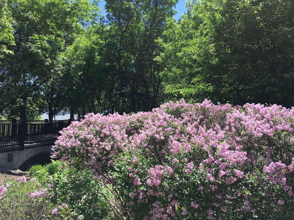 jeffreystrauss's tweet image. Good morning! The lilac is in bloom in #Winnipeg and it&apos;s about time to kick off #PrDC18Wpg.

If you want to learn about #multithreaded #javascript (yes, really), come join me after lunch in room A2.

I&apos;ll also be discussing #opensource licensing tomorrow, same room. 👍🏼