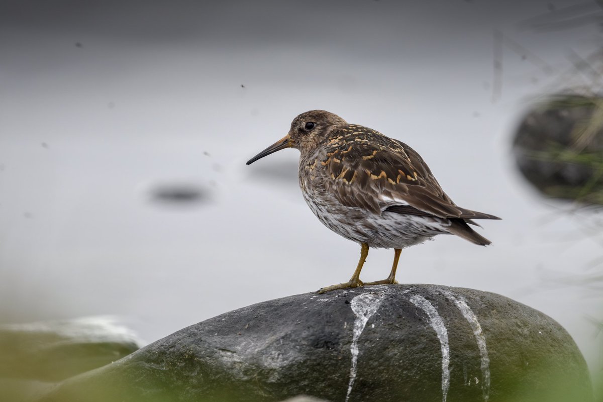 Biotope_Tormod's tweet photo. Purple Sandpiper in summer plumage, north #Iceland Yesterday at Raudinupur https://t.co/55eKv7EU0g