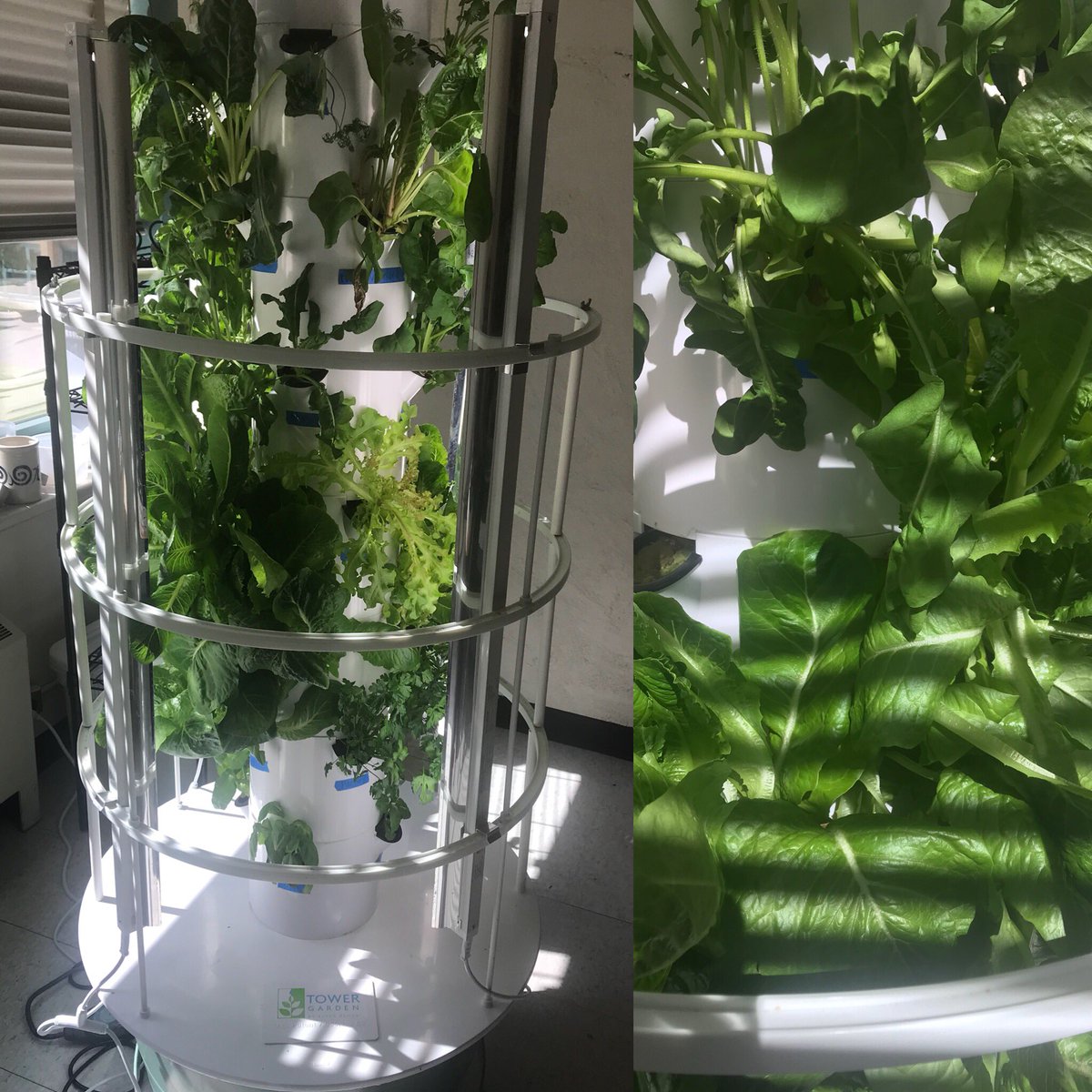 TowerGarden's tweet photo. Amazing! RT @MrsTenzer: Still 'growing' strong! #TowerGarden #towertotable #smsfacs #smsgarden #scarsdalemspride https://t.co/I5q1AFDWNB