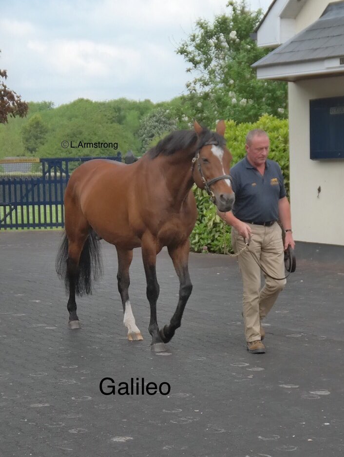 larkinarm's tweet photo. It was a great experience seeing many of the top European sires.  Here are a few highlights of my recent trip! https://t.co/jcTkIRAWP6