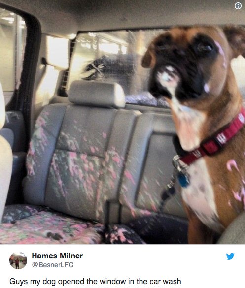 Fairydogheaven's tweet photo. Everyone knows #dogs are put on this earth to bring joy. These 19 #hilarious dog photos &amp; videos via @BuzzFeed are sure to put a smile on your face: https://t.co/cPzWDmPuSY https://t.co/rN6TDsJEBI