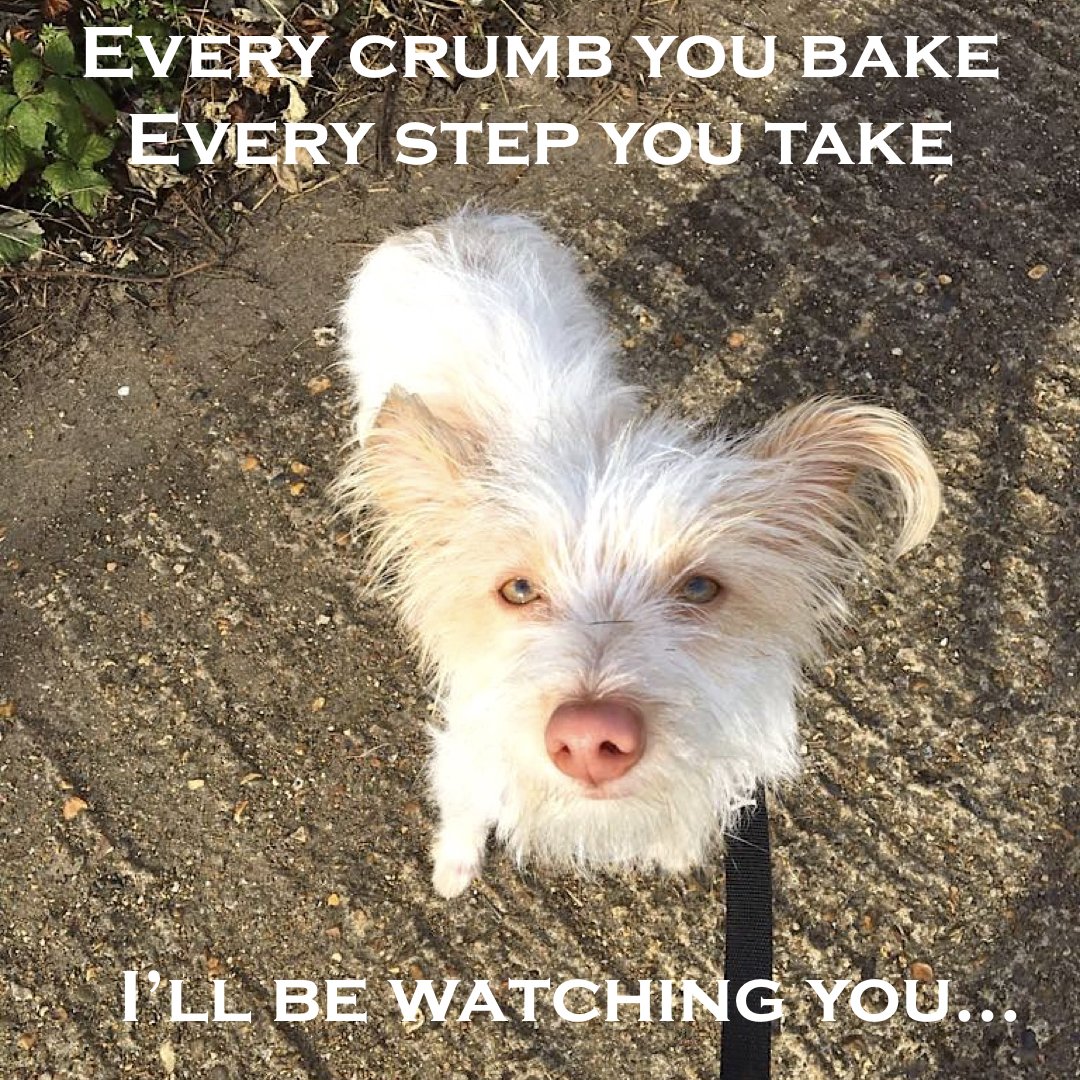 BazilRuby's tweet photo. True doggy love as quoted by The Police dogs ;)

#doghumour #dogquote #podenco #dogsofbazilruby https://t.co/mEfFmJDQal