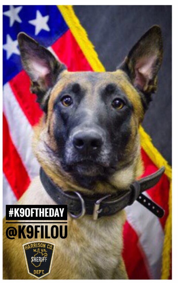 Christina_Roof's tweet photo. #K9OfTheDay
K9 Filou
Handler: Ryan Harris
Harrison County Sheriff's Dept
@K9Filou is a 2yr old Belgian Malinios, but is often mistaken for a Velociraptor. He's part of the Mountaineer Highway Interdiction Team. He stops drug traffickers! #K9Filou loves tug of war #BluePawsMatter https://t.co/zsYA8KoM4F
