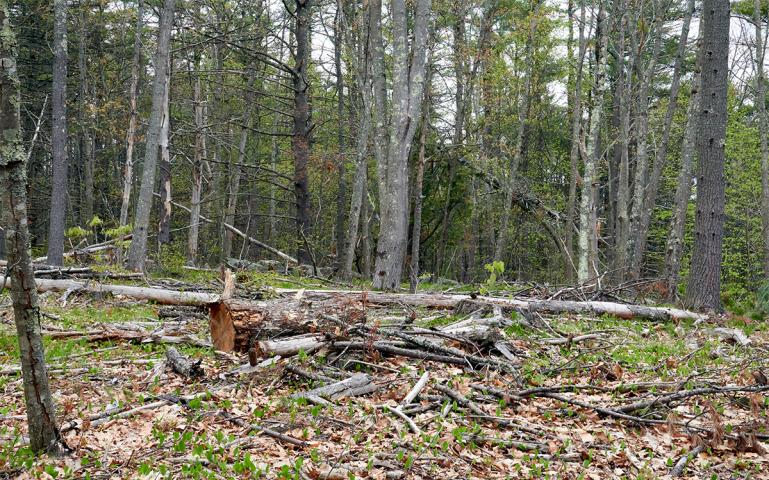 MaineAudubon's tweet photo. “If you think about long-term population recovery, you need more baby birds... And if you look at where the baby birds are produced, it's really Maine." Read more "Cutting Trees to Save the Birds" from @SierraClub #FFMB #ForestryforMaineBirds https://t.co/1Jxb1hRJKz https://t.co/qT08cR2dWY