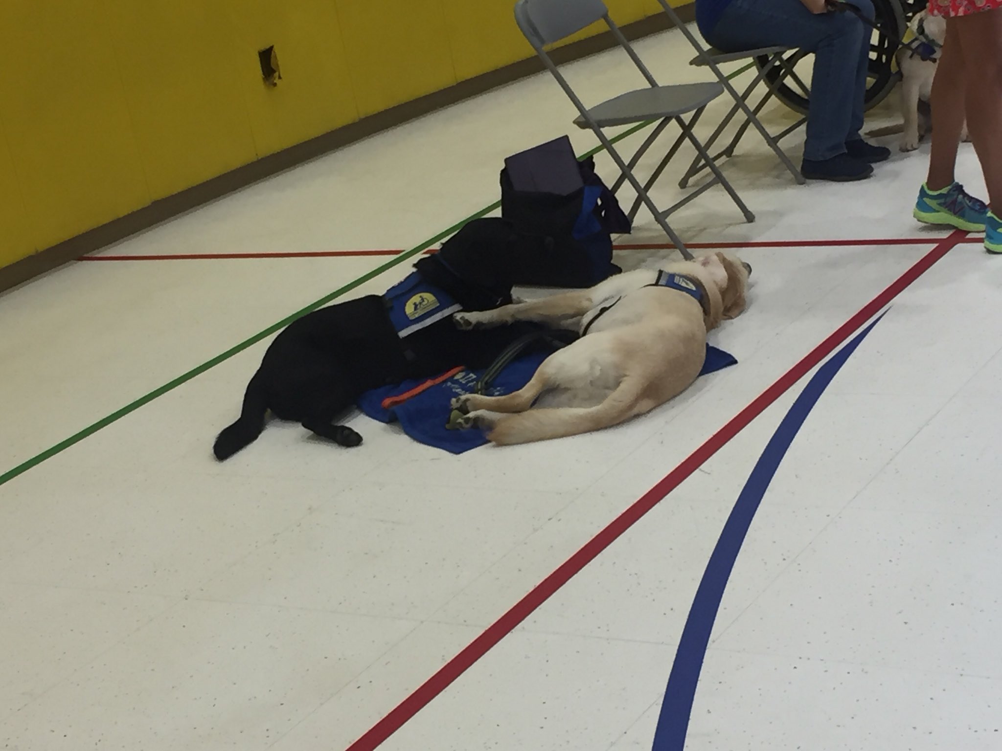 mfa-on-twitter-learning-how-service-dogs-help-people-with