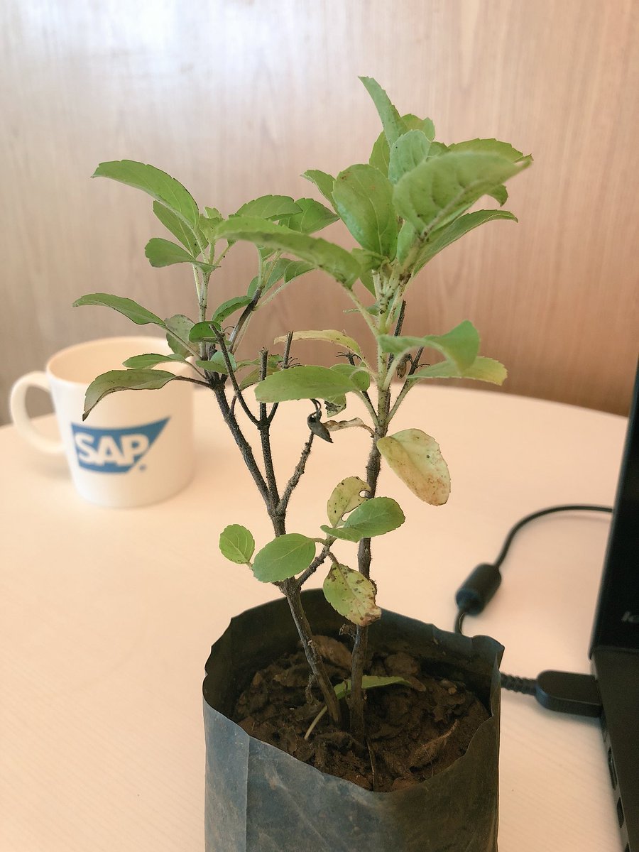 anil_marali's tweet photo. Pledged to plant a tree and make the world a greener place✨ Celebrated #WorldEnvironmentDay⁠ ⁠with our team at @SAPIndia #Mumbai office 
@miteshrgandhi @Nikita_g026 @rrosh7 @pallavisrs @SAPBusinessOne @SAP 
#SAP #SAPBusinessOne @LifeatSAP #GoGreen #LifeAtSAP #SAP4Good https://t.co/9OYn22EjjO