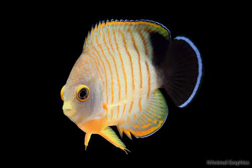 SegrestFarms's tweet photo. It may eat your corals but this Eibli angel (Centropyge eibliis) a great addition to a more passive fish only display. #Segrestfarms #EibliAngelfish #Angelfish #Saltwaterfish #Aquarium #Fishtank https://t.co/Uu8zHEqe7E