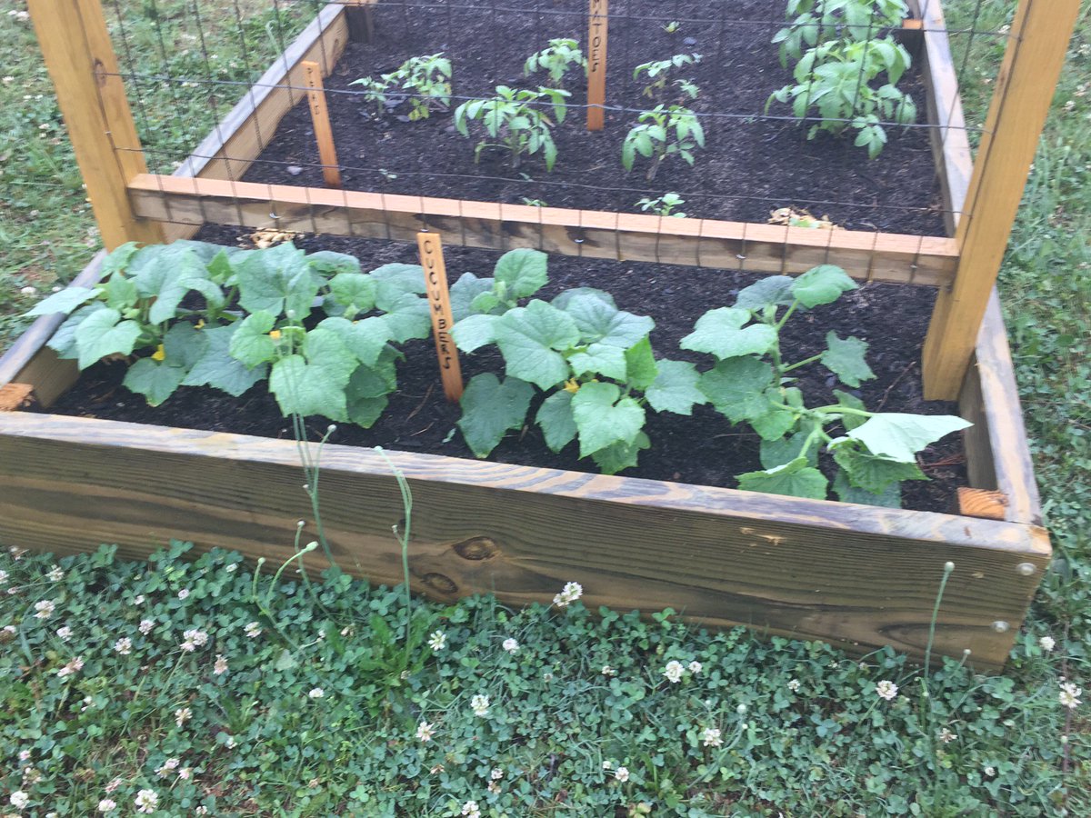 DCSSNutrition's tweet photo. We LOVE #schoolgardens because of the #nutritioneducation opportunities to our students. Check out the school garden at Mirror Lake Elementary School! 

Visit https://t.co/7BB4jm77yB for resources and more on how to start a garden! #ShakeItUpGA https://t.co/UCIFefUjzU