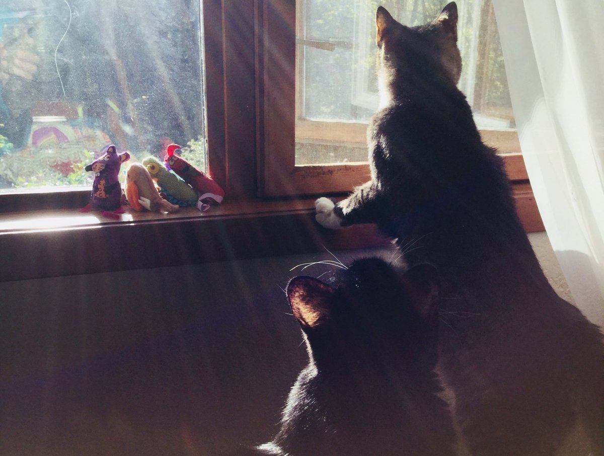 RckPtrs's tweet photo. tfw the sun is finally out but there's no room left at the window https://t.co/h33lyUtCW2