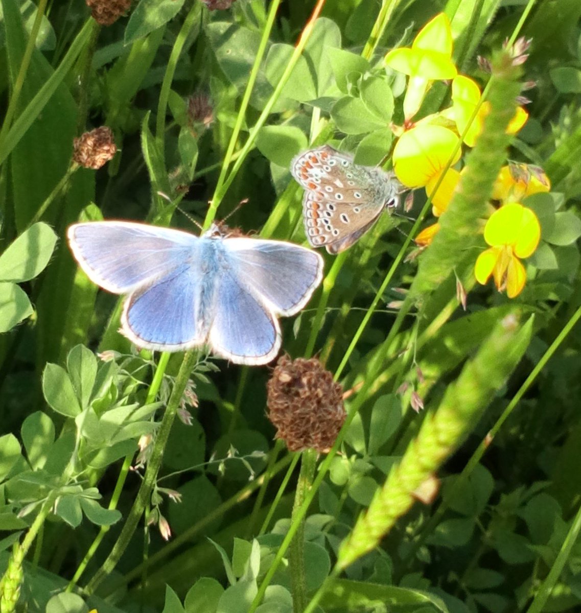 My talks often see me introducing kids to animals from all over the world, but my passion is to get them to notice the wonderful world of nature all around them here in The UK, this blue butterfly is surely as good as any in the world!