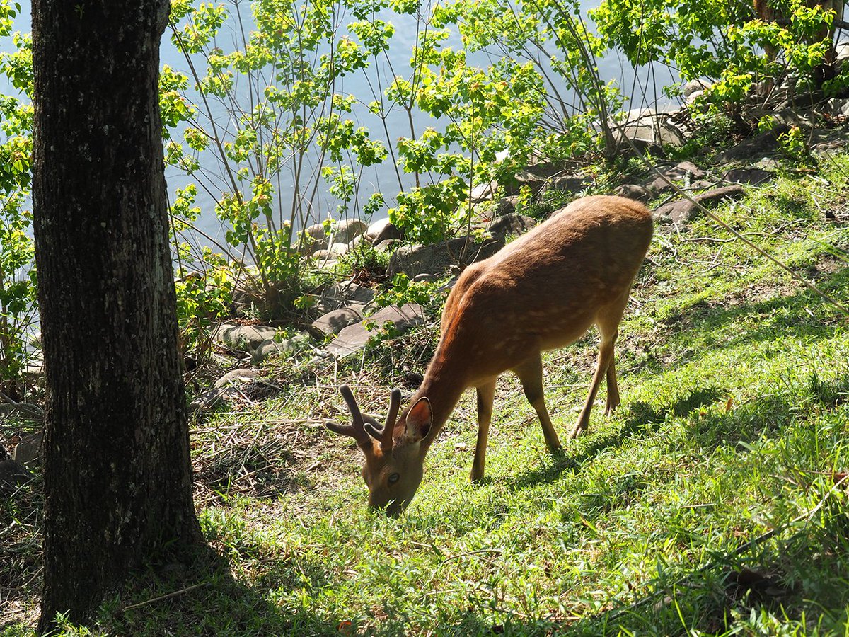 「朝の春日大社で祝詞を唱え 森を歩き 鹿を撫で 奈良ホテルでウイスキー飲みながら松」|INEのイラスト