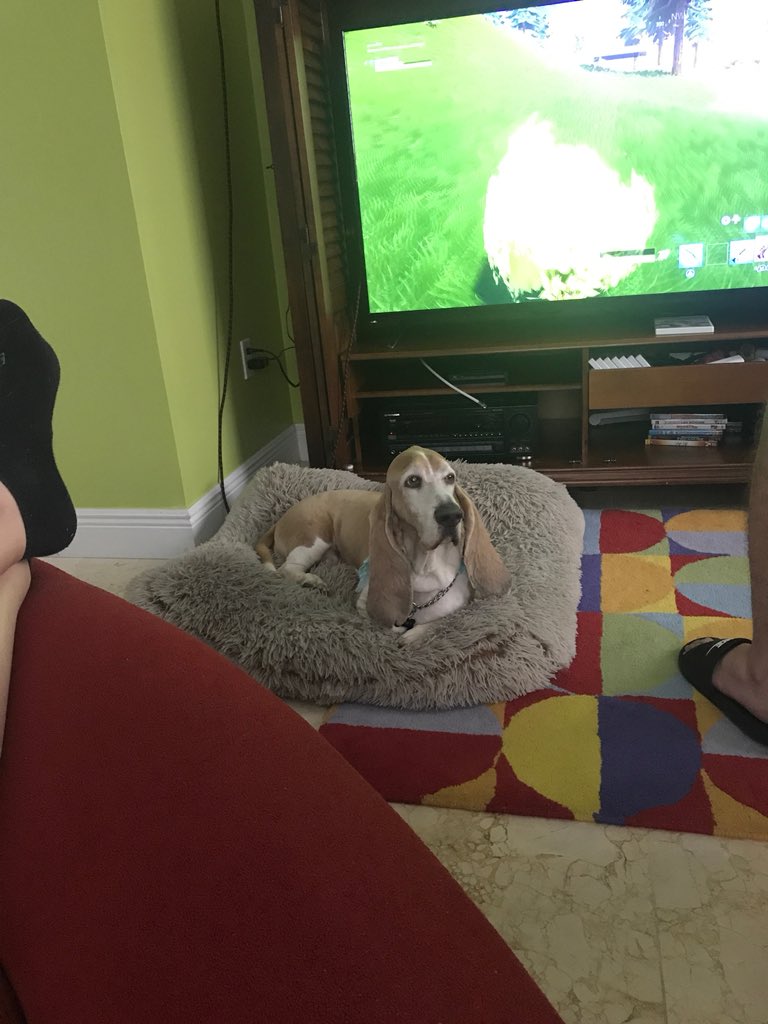 felipe_restrepo's tweet photo. Rocky went missing last night in spring Valley in Pines. If anyone sees him, please contact me! Please RT 🙏🏼 https://t.co/8HQte6Tlsu