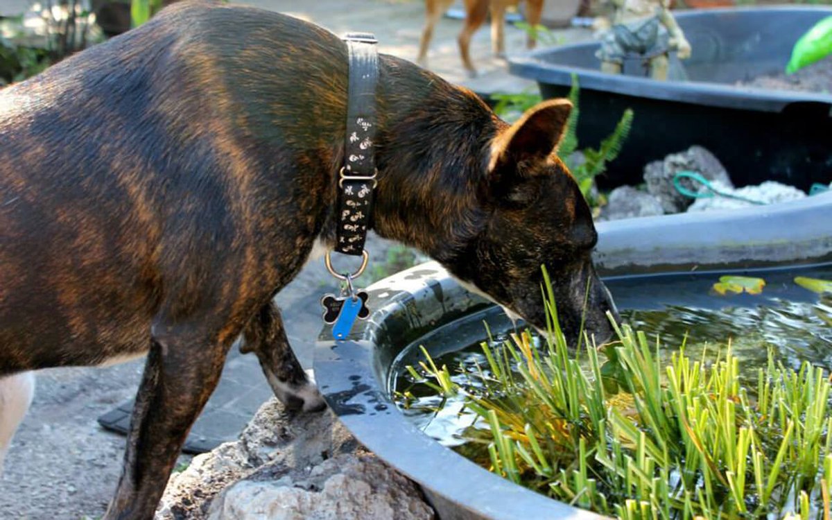wisercosts's tweet photo. Dogscaping - How to Landscape the Perfect Dog-Friendly Yard https://t.co/xeMZNCMEdr #dogs #pets https://t.co/AiAR2HSLkb